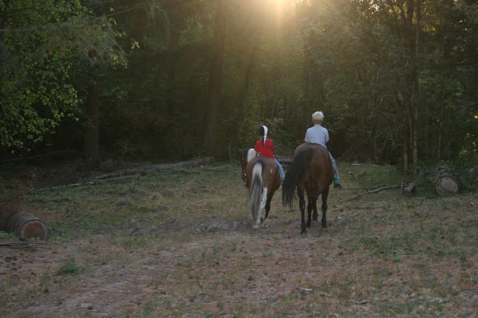 Katie's Horses