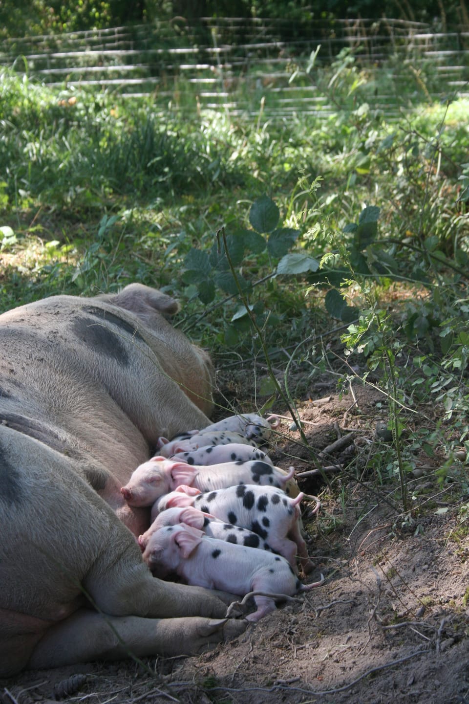 Katie's Gloucestershire             Old Spot Pigs