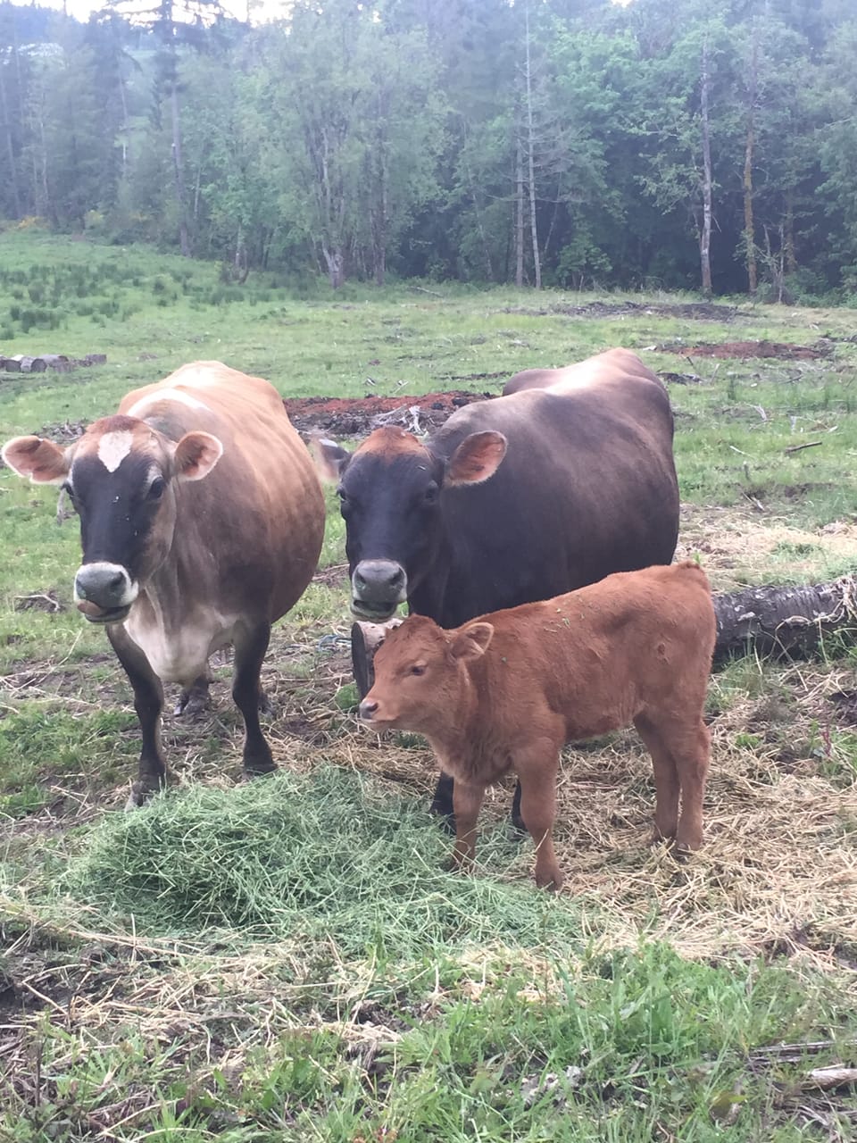 Katie's Milk Cows